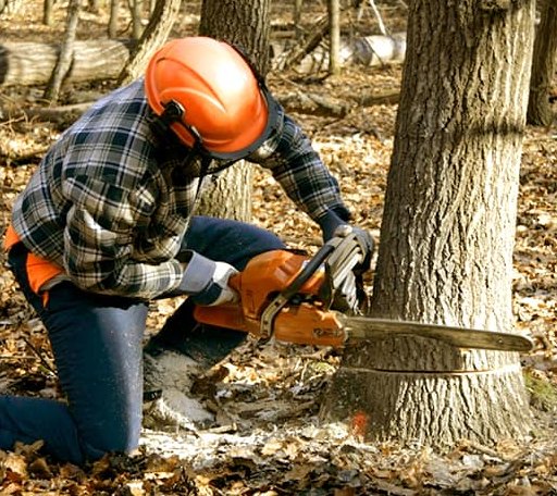 Tree Removal in Mcclure, IL